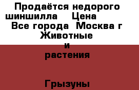 Продаётся недорого шиншилла) › Цена ­ 5 000 - Все города, Москва г. Животные и растения » Грызуны и Рептилии   . Адыгея респ.,Адыгейск г.